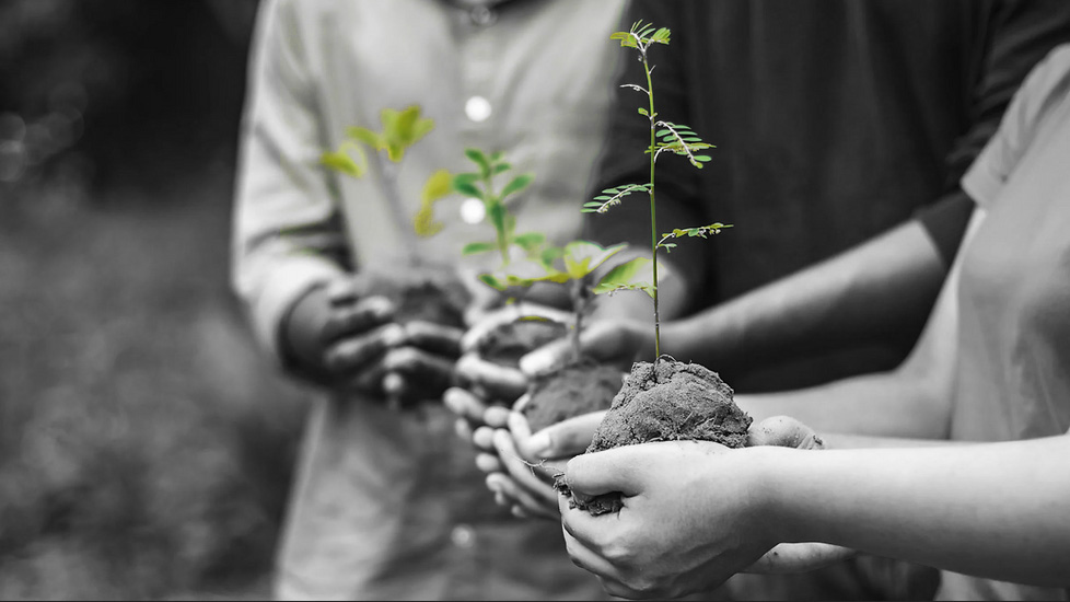 planting tree as memorial